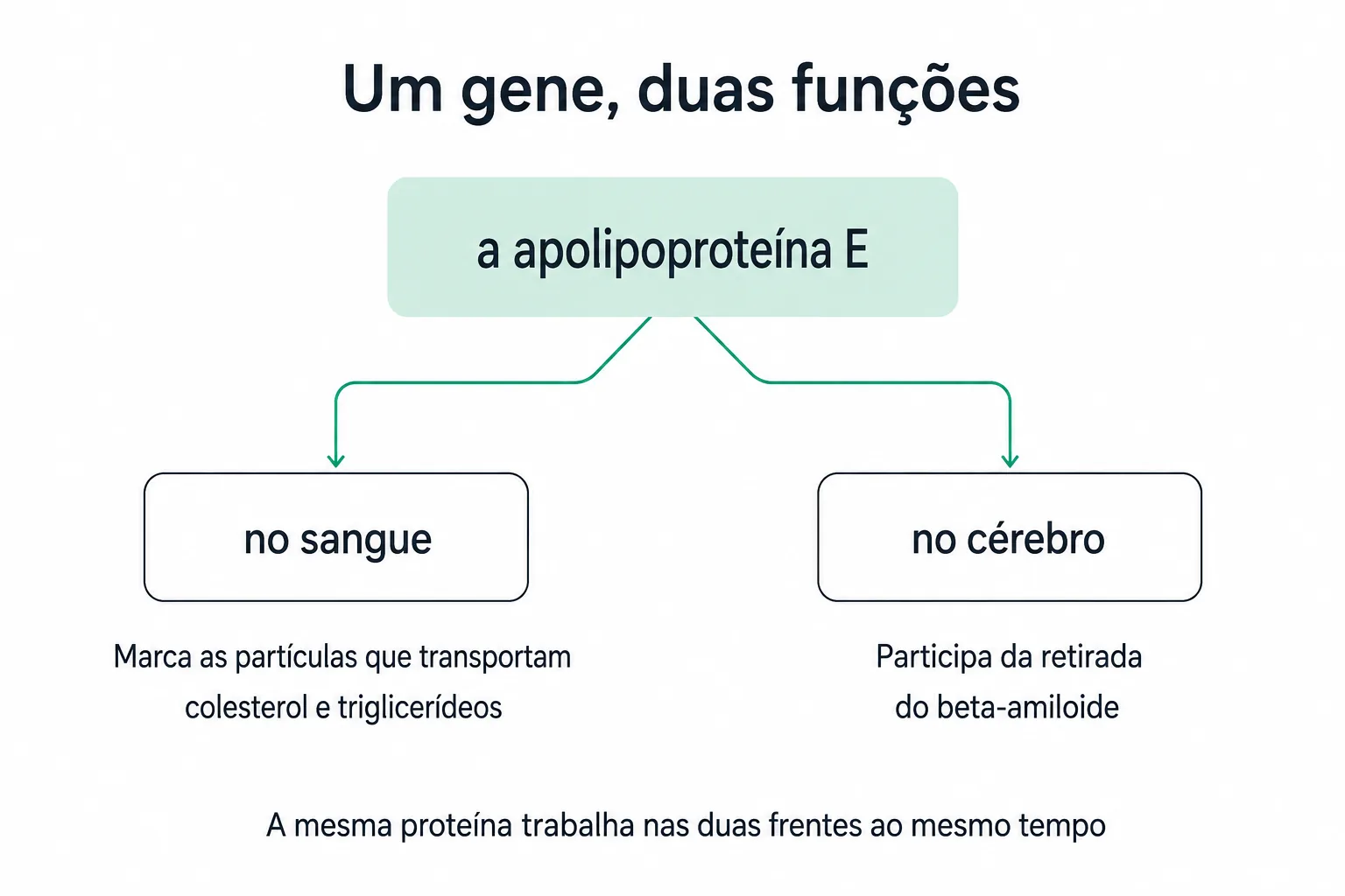 Os dois papéis da apolipoproteína E, o transporte de gorduras no sangue e a retirada do beta-amiloide no cérebro, saindo de um mesmo gene