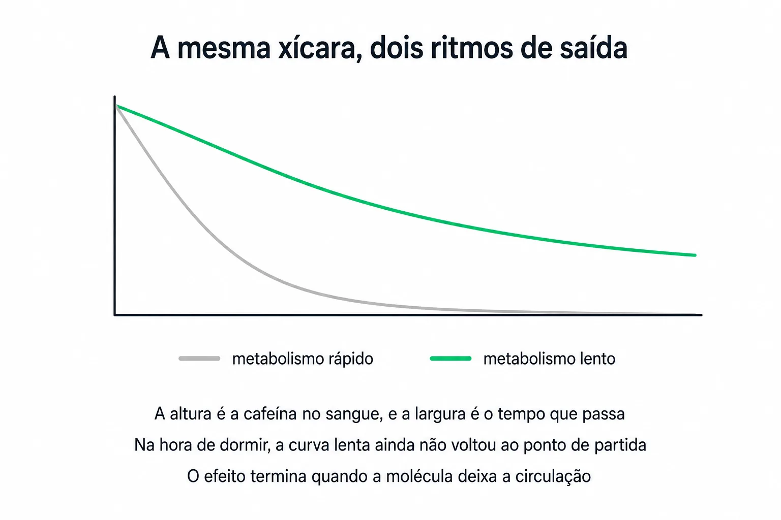 Esquema com duas curvas de concentração de cafeína no sangue ao longo do dia, uma decaindo rápido e outra decaindo devagar