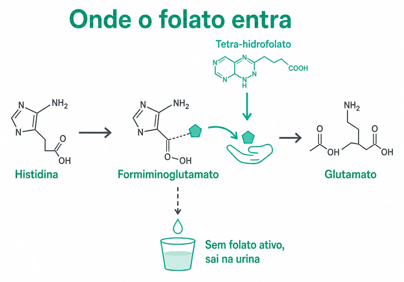 Infográfico da quebra da histidina no fígado mostrando a etapa que depende do tetra-hidrofolato e o formiminoglutamato que transborda na urina