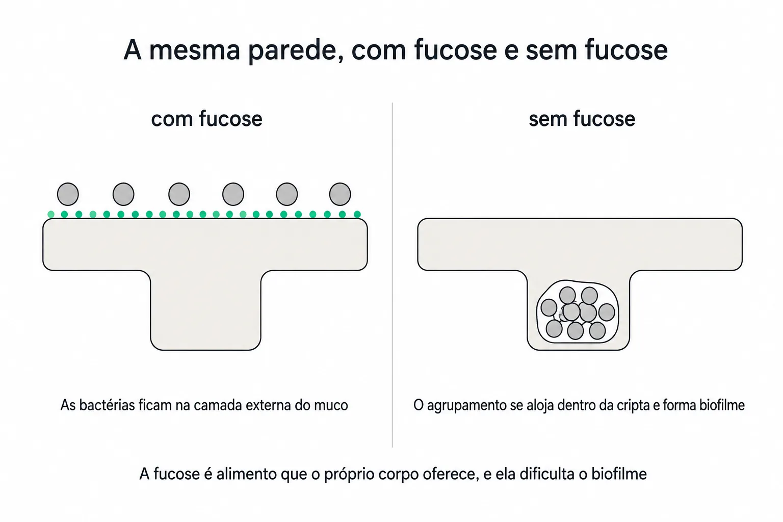 Infográfico comparando a camada de muco com fucose e sem fucose, com bactérias dispersas sobre a superfície de um lado e um agrupamento alojado dentro da cripta intestinal do outro