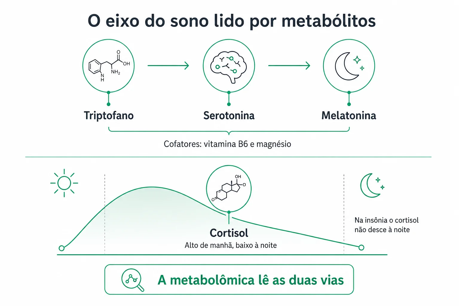 Infográfico do eixo do sono, a via do triptofano até a melatonina e o ritmo do cortisol ao longo do dia