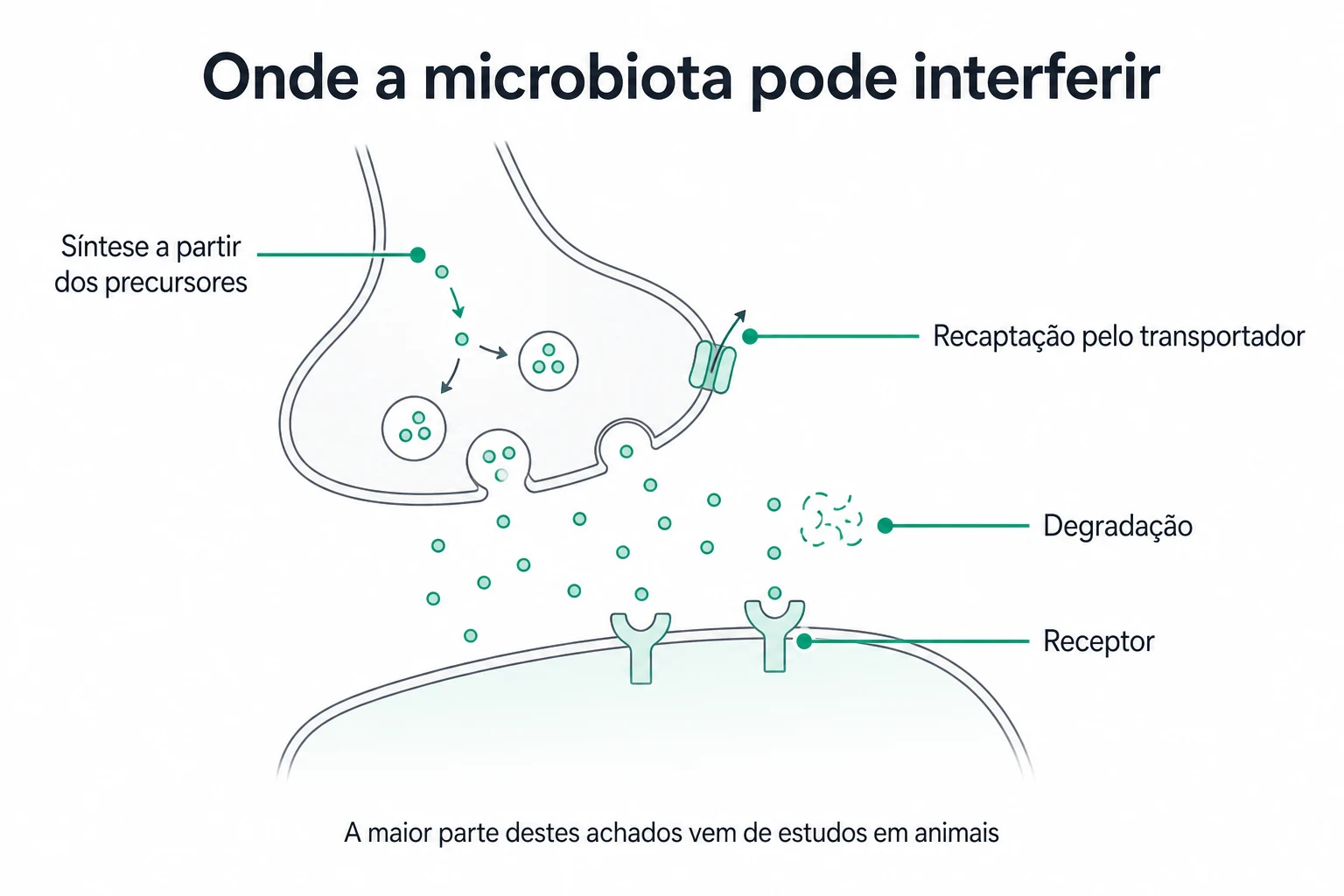 Infográfico da fenda sináptica dopaminérgica com os pontos onde a microbiota interfere, marcando síntese, transportador, receptor e degradação