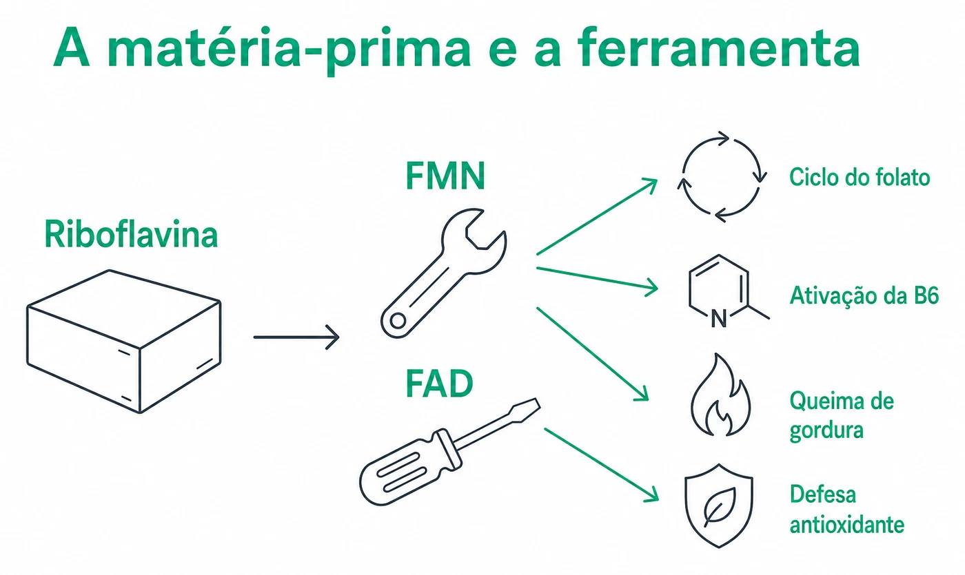 Infográfico mostrando a riboflavina sendo convertida em flavina mononucleotídeo e FAD, e as enzimas que dependem dessas duas formas