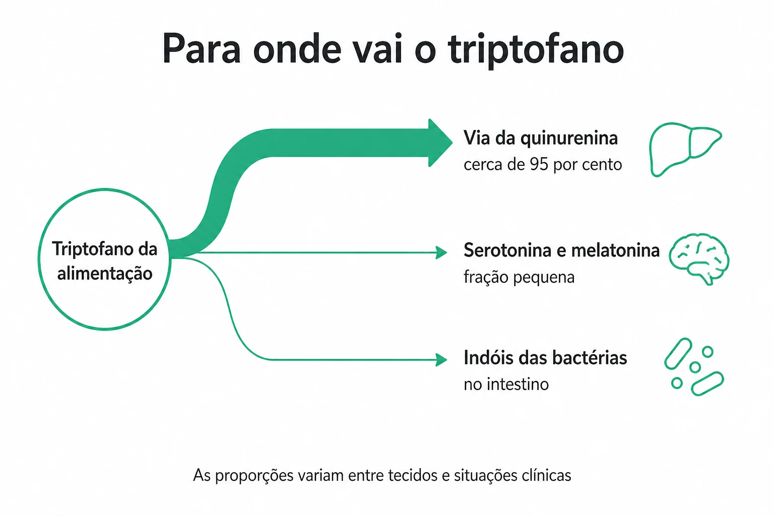 Infográfico com as três vias do triptofano, mostrando a via da quinurenina recebendo a maior parte do fluxo, a via da serotonina e a via dos indóis produzidos por bactérias