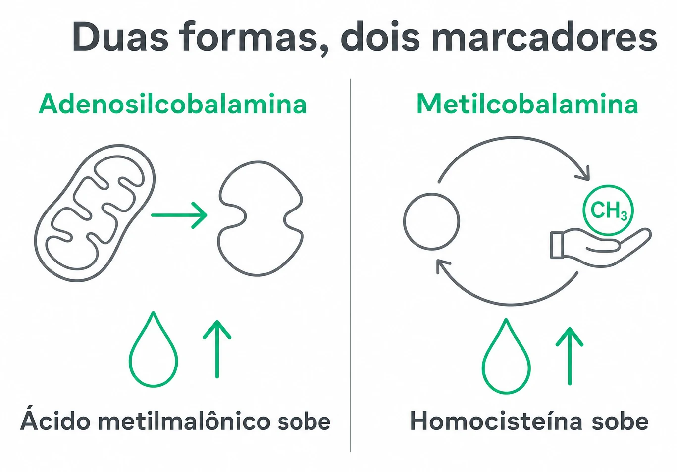 Infográfico mostrando as duas formas ativas da vitamina B12, a adenosilcobalamina na mitocôndria e a metilcobalamina na via da homocisteína, com os marcadores que sobem em cada uma